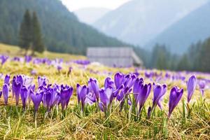 Crocus on a green meadow in spring