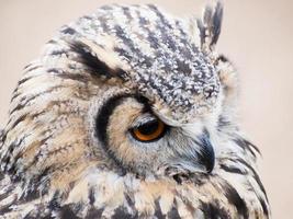 Eagle owl fixedly looking with its big orange eyes photo