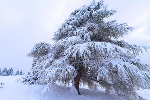 fir trees covered by snow