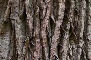 bark of an old oak photo