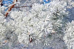 ramita de pino cubierto de nieve