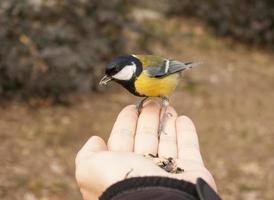 Great Tit perch on hand with food