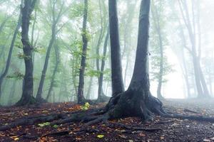 Roots of life into the fog photo
