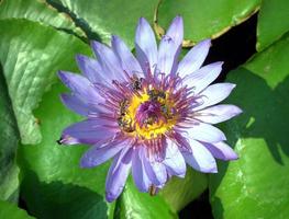 Cerca de loto púrpura con abeja foto