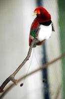Papua shows bird photo