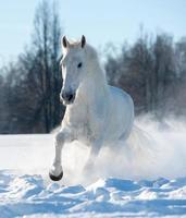 white stallion photo