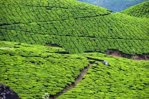 plantación de té, cultivo de té foto