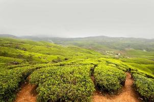 plantación de té, cultivo de té foto