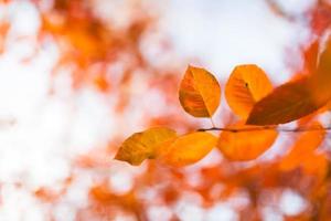 Orange autumn leaves photo