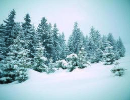 Snow covered fir trees photo