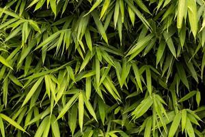 Green bamboo texture photo