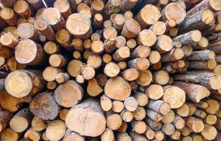 Wood logs background photo