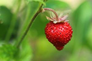 Wild strawberry photo