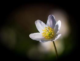 anémonas blancas (anemone nemorosa). foto