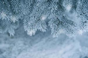 Frozen coniferous branches in white winter photo