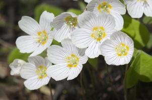 Wood Sorrel (Oxalis) flowers