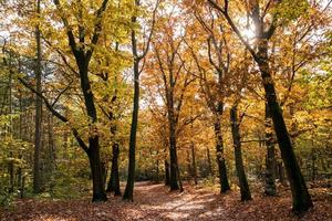 Hiking trail in woods in fall, Netherlands photo