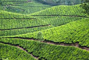 Tea plantation,Tea Crop photo