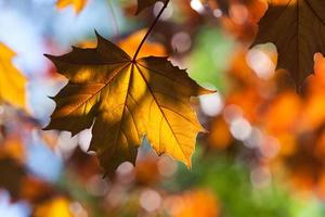 Maple leaves. (soft focus). photo