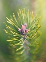pine tree closeup with blur background photo
