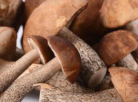 The brown cap boletus as background photo