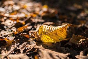 Withered autumn leaf. photo