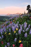 Wildflowers  and tatoosh mountain range at sunset
