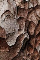 Wooden texture. Macro pine tree