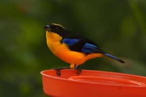 Blue-winged Mountain-Tanager photo