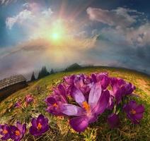 Crocuses in the mountains photo