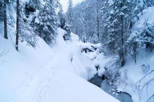 Winter stream covered with snow and trees photo