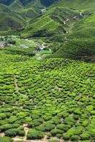 plantación de té en las montañas