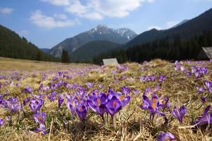 Azafrán en el valle de Chocholowska, montañas Tatra, Polonia foto