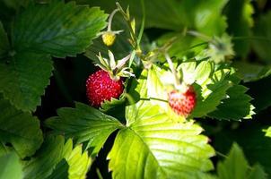 Wild strawberries photo