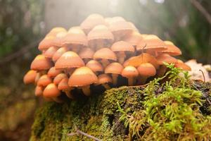 poisonous mushrooms in the wood