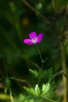 Pink flower of woodland geranium closeup