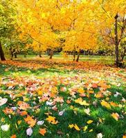 beautiful colorful autumn park in sunny day photo