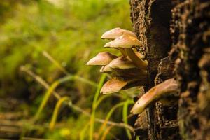 Fungi on Tree photo