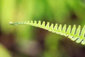 fresh young bright green fern with water drop photo