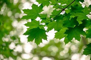 fondo de hojas verdes foto