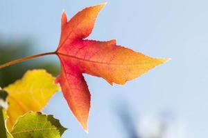 Maple leaves photo