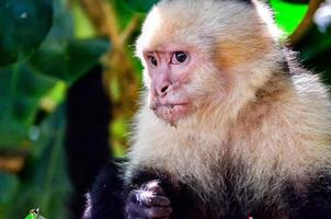 Cebus Monkey photo