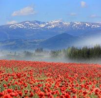 Poppy flower meadow in mountains