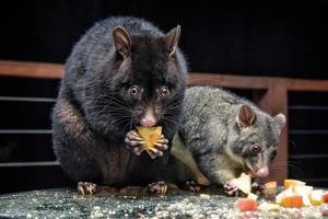 Mother and baby Mountain Possum photo