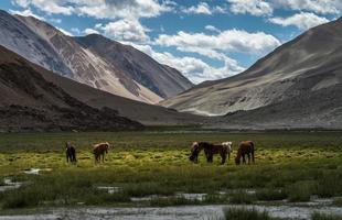 caballos en pastoreo entre montañas foto