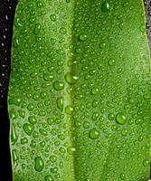 Beautiful large green leaf with drops of water photo