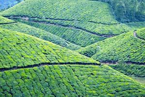 Tea plantation,Tea Crop photo