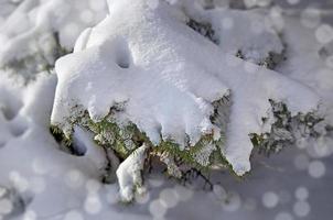 Ramas de coníferas congeladas cubiertas de nieve del invierno
