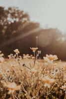 Warm-toned flower field photo