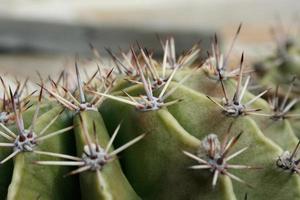 Kaktus photo